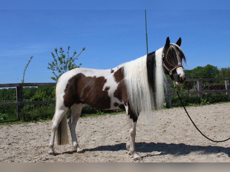 Paint Horse Yegua 6 años 154 cm Tobiano-todas las-capas in Scherpenzeel