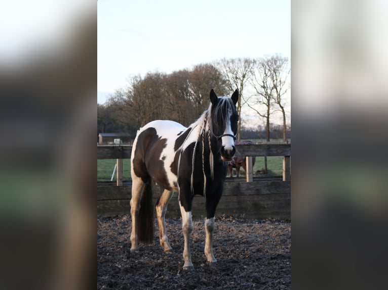 Paint Horse Yegua 6 años 154 cm Tobiano-todas las-capas in Scherpenzeel