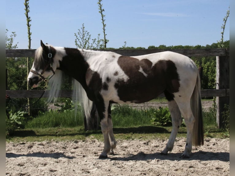 Paint Horse Yegua 6 años 154 cm Tobiano-todas las-capas in Scherpenzeel