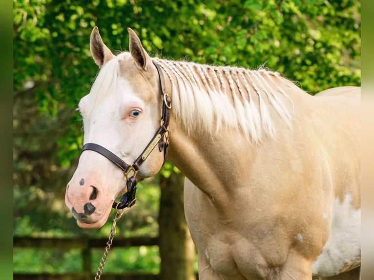 Paint Horse Yegua 6 años 157 cm Dunalino (Cervuno x Palomino) in New Holland, PA