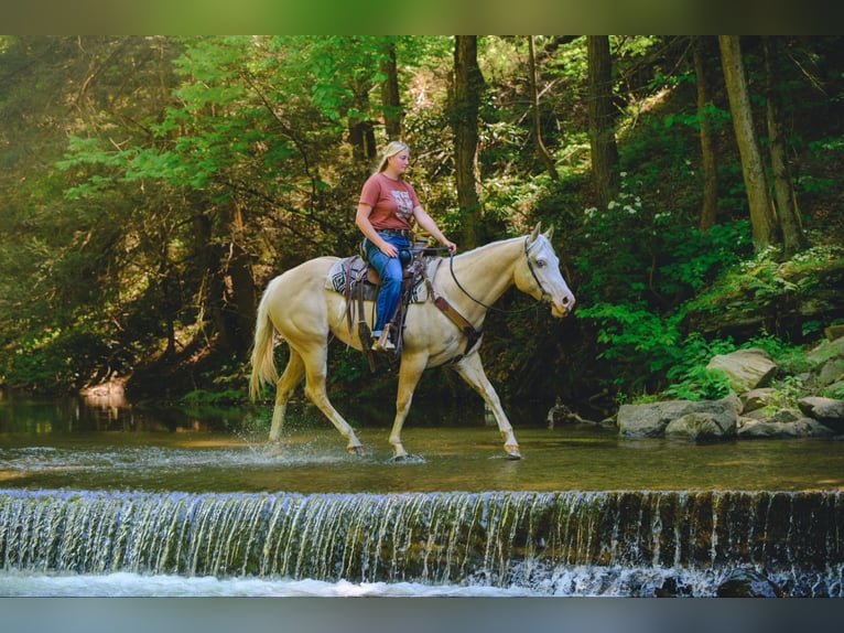 Paint Horse Yegua 6 años 157 cm Dunalino (Cervuno x Palomino) in New Holland, PA