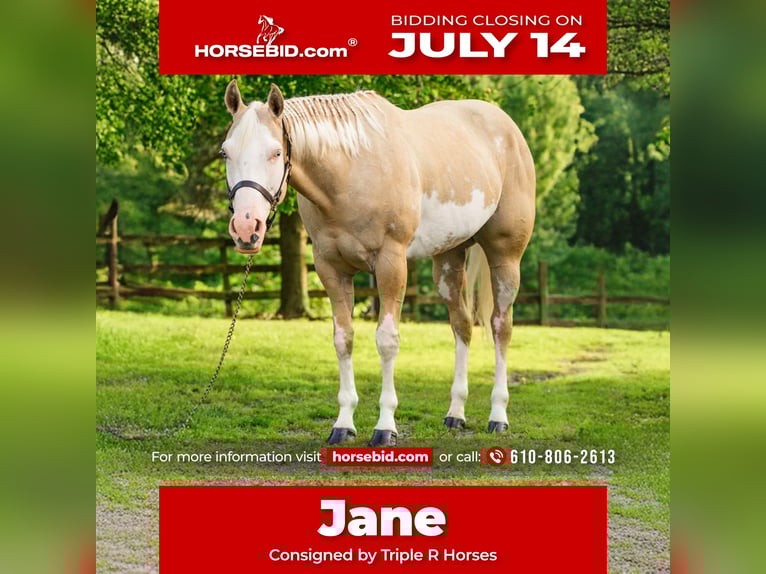 Paint Horse Yegua 6 años 157 cm Dunalino (Cervuno x Palomino) in New Holland, PA