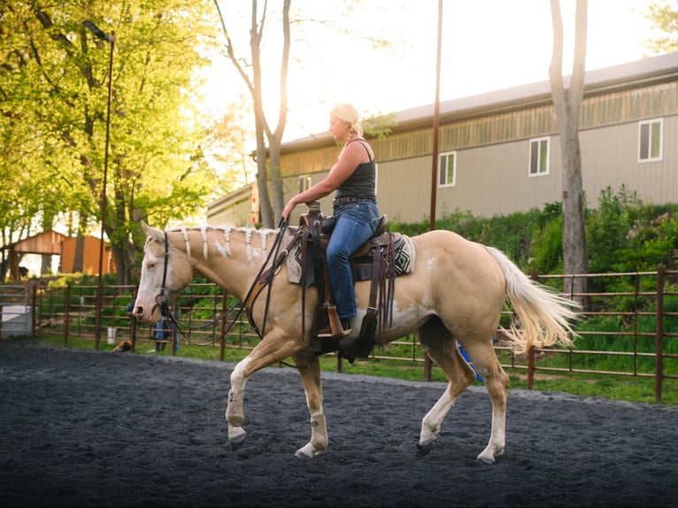 Paint Horse Yegua 6 años 157 cm Dunalino (Cervuno x Palomino) in New Holland, PA