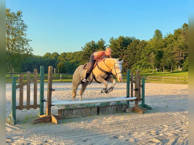 Paint Horse Yegua 6 años 157 cm Dunalino (Cervuno x Palomino) in New Holland, PA