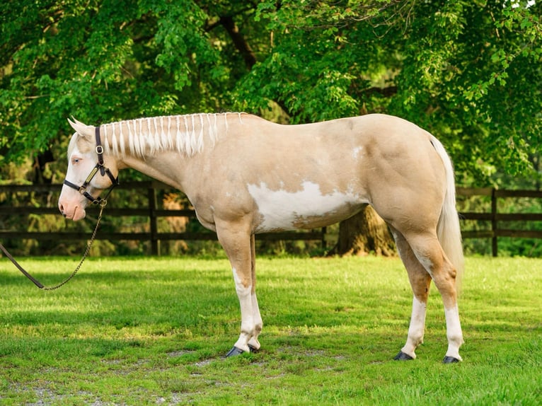 Paint Horse Yegua 6 años 157 cm Dunalino (Cervuno x Palomino) in New Holland, PA