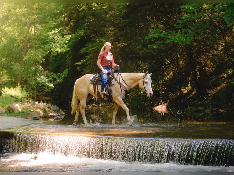 Paint Horse Yegua 6 años 157 cm Dunalino (Cervuno x Palomino) in New Holland, PA