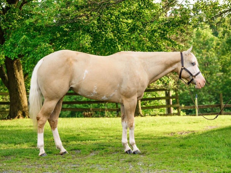 Paint Horse Yegua 6 años 157 cm Dunalino (Cervuno x Palomino) in New Holland, PA