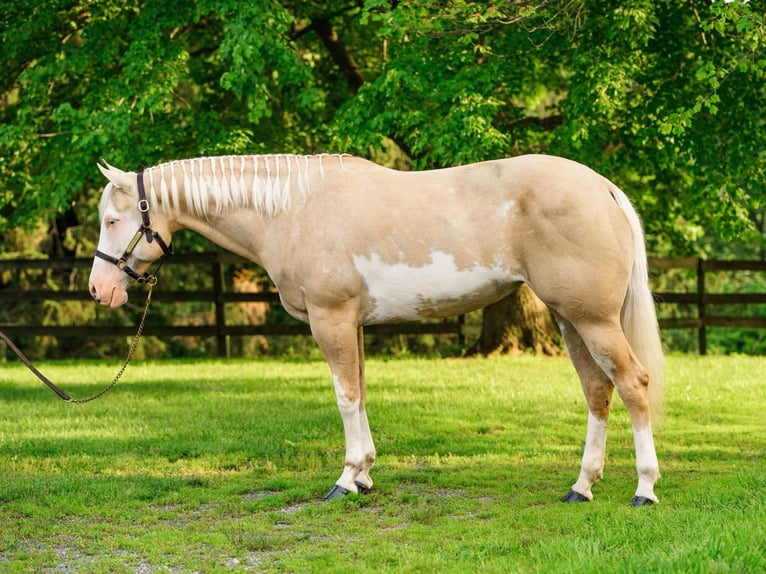 Paint Horse Yegua 6 años 157 cm Dunalino (Cervuno x Palomino) in New Holland, PA