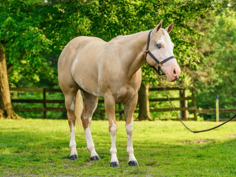 Paint Horse Yegua 6 años 157 cm Dunalino (Cervuno x Palomino) in New Holland, PA