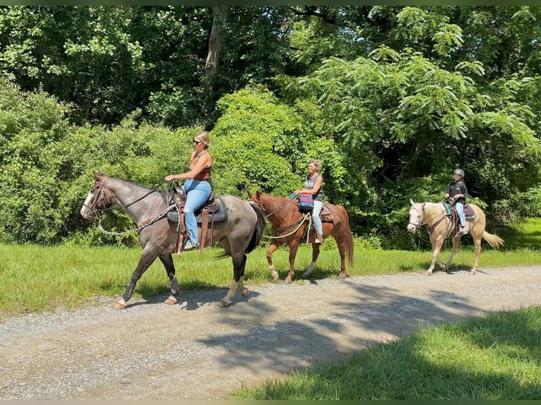 Paint Horse Yegua 6 años 157 cm Dunalino (Cervuno x Palomino) in New Holland, PA