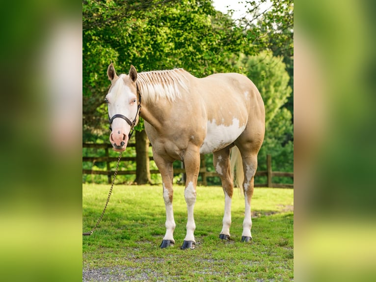 Paint Horse Yegua 6 años 157 cm Dunalino (Cervuno x Palomino) in New Holland, PA