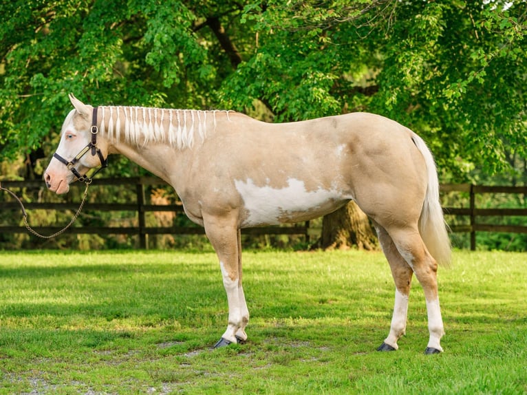 Paint Horse Yegua 6 años 157 cm Dunalino (Cervuno x Palomino) in New Holland, PA