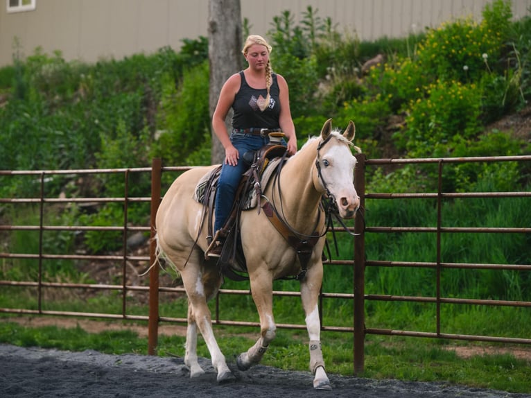 Paint Horse Yegua 6 años 157 cm Dunalino (Cervuno x Palomino) in New Holland, PA
