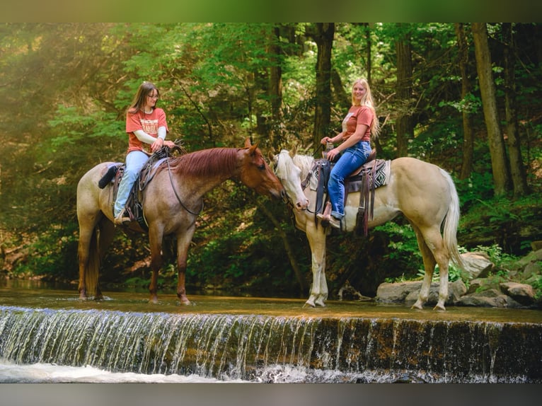 Paint Horse Yegua 6 años 157 cm Dunalino (Cervuno x Palomino) in New Holland, PA