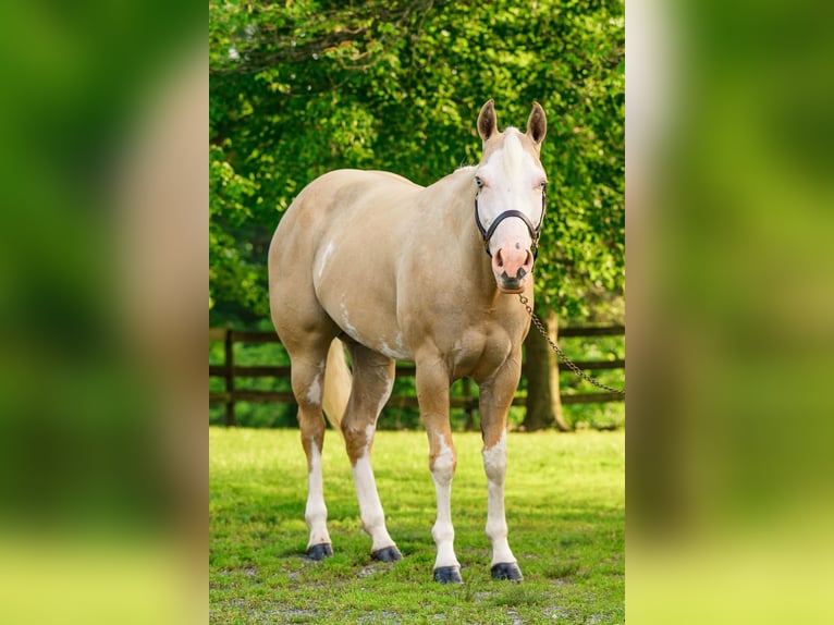 Paint Horse Yegua 6 años 157 cm Dunalino (Cervuno x Palomino) in New Holland, PA