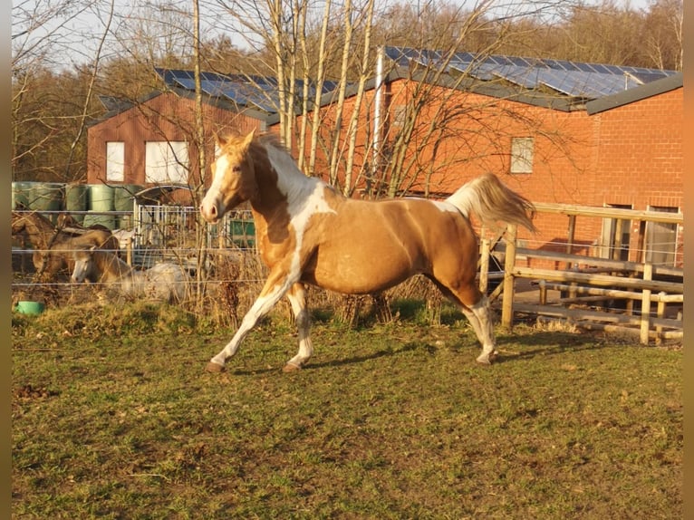 Paint Horse Mestizo Yegua 6 años 160 cm Champán in Lengerich