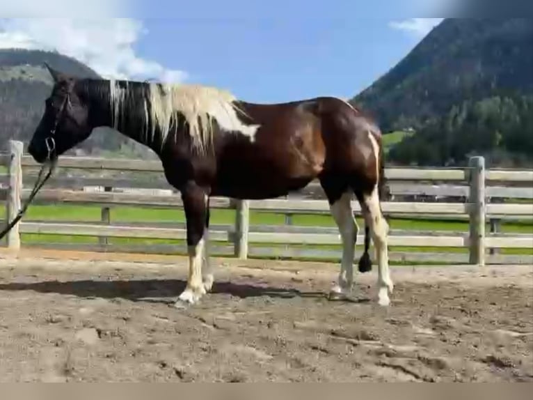 Paint Horse Yegua 7 años 148 cm Tobiano-todas las-capas in Sankt Leonhard in Passeier