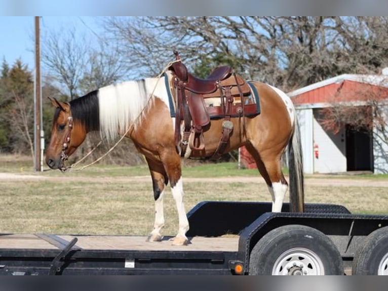 Paint Horse Yegua 7 años Bayo in Burleson, TX