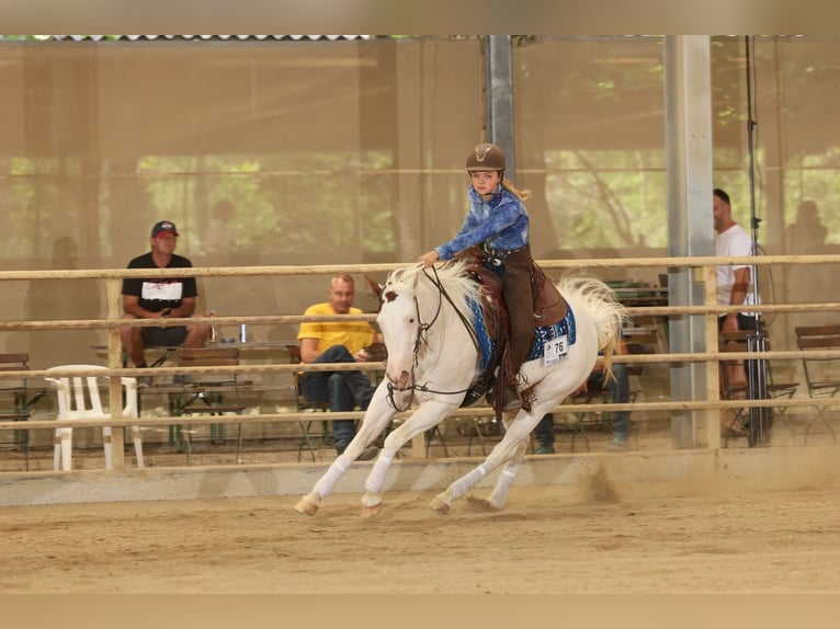 Paint Horse Yegua 7 años Tovero-todas las-capas in Missen-Wilhams