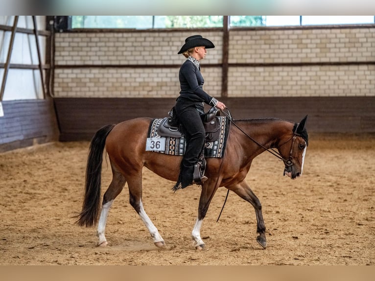 Paint Horse Yegua 8 años 150 cm in Werne Paint Horse Yegua 8 años 150 cm in Werne