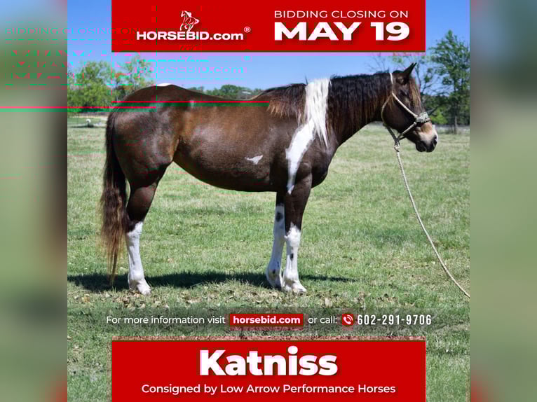 Paint Horse Yegua 8 años 152 cm Tobiano-todas las-capas in Stephenville, TX