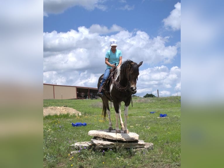 Paint Horse Yegua 8 años 152 cm Tobiano-todas las-capas in Stephenville, TX