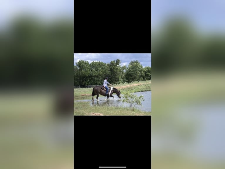 Paint Horse Yegua 8 años 152 cm Tobiano-todas las-capas in Stephenville, TX