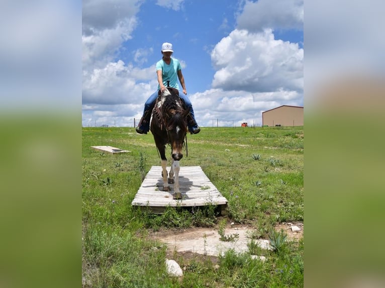 Paint Horse Yegua 8 años 152 cm Tobiano-todas las-capas in Stephenville, TX