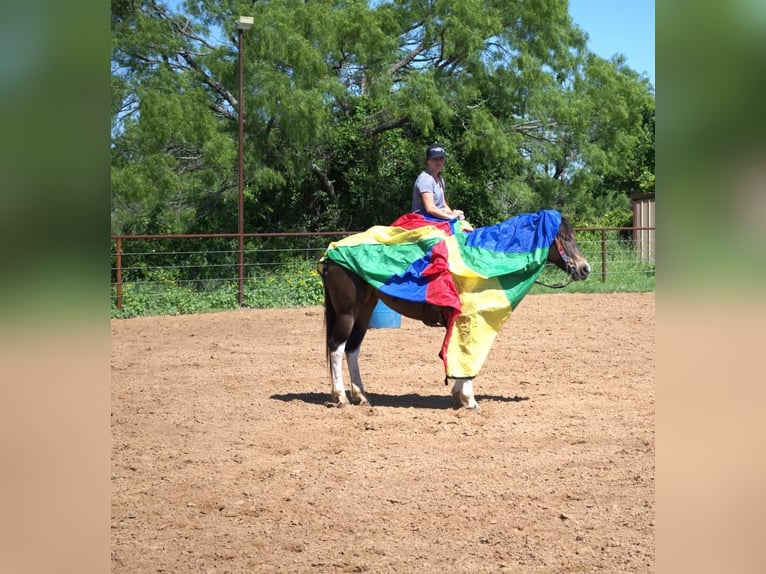 Paint Horse Yegua 8 años 152 cm Tobiano-todas las-capas in Stephenville, TX