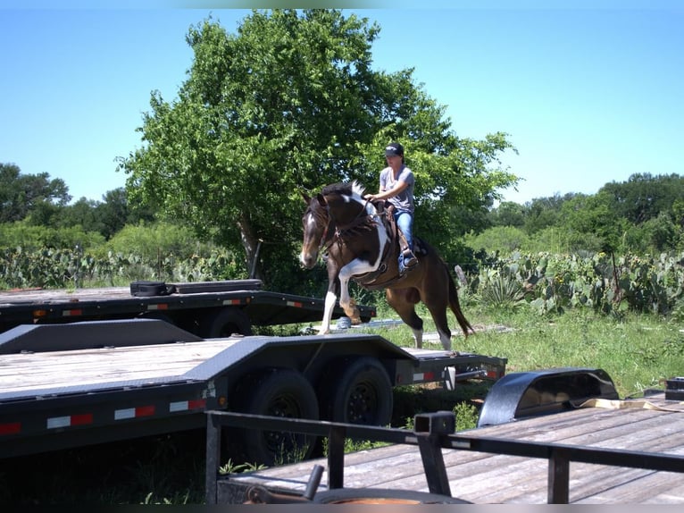 Paint Horse Yegua 8 años 152 cm Tobiano-todas las-capas in Stephenville, TX