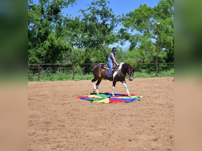 Paint Horse Yegua 8 años 152 cm Tobiano-todas las-capas in Stephenville, TX