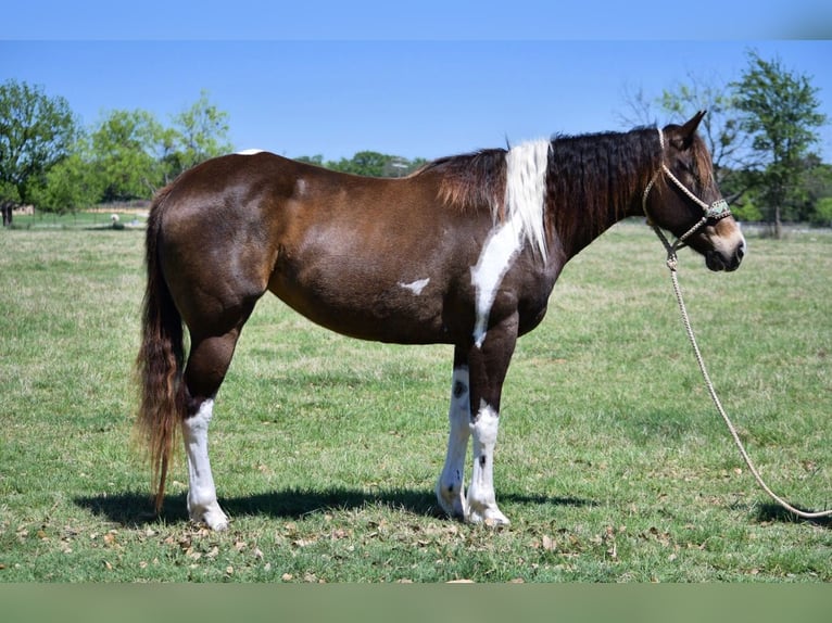 Paint Horse Yegua 8 años 152 cm Tobiano-todas las-capas in Stephenville, TX