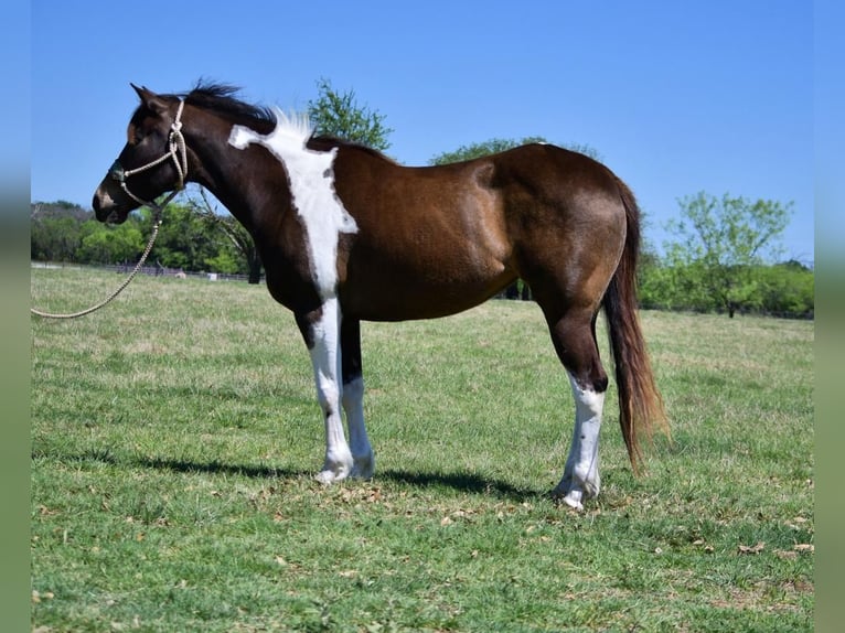 Paint Horse Yegua 8 años 152 cm Tobiano-todas las-capas in Stephenville, TX