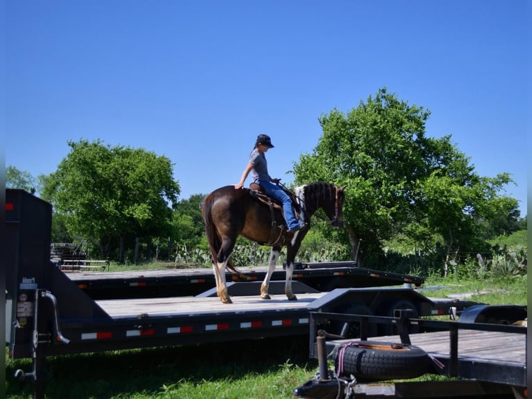 Paint Horse Yegua 8 años 152 cm Tobiano-todas las-capas in Stephenville, TX