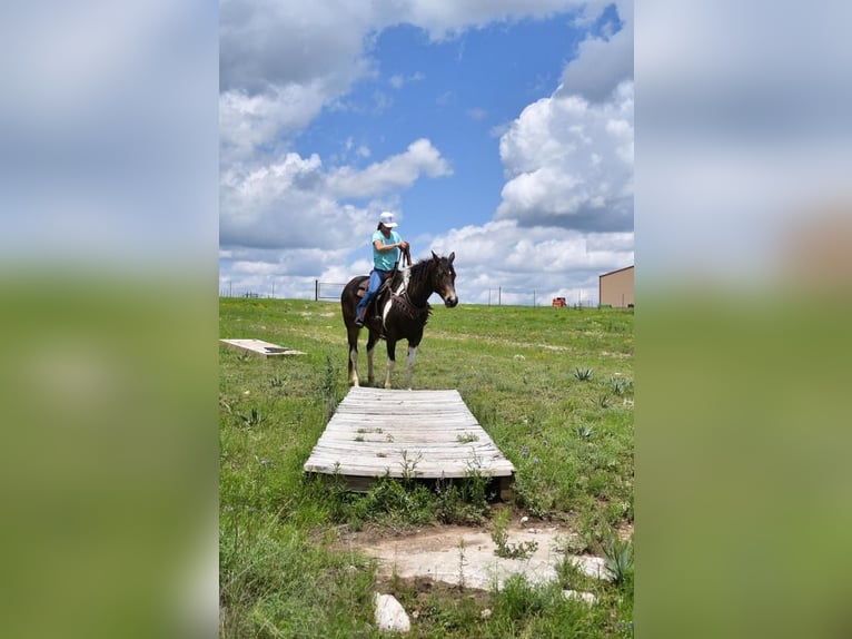 Paint Horse Yegua 8 años 152 cm Tobiano-todas las-capas in Stephenville, TX