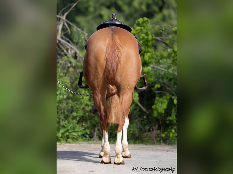 Paint Horse Yegua 8 años 154 cm Overo-todas las-capas in Nidderau