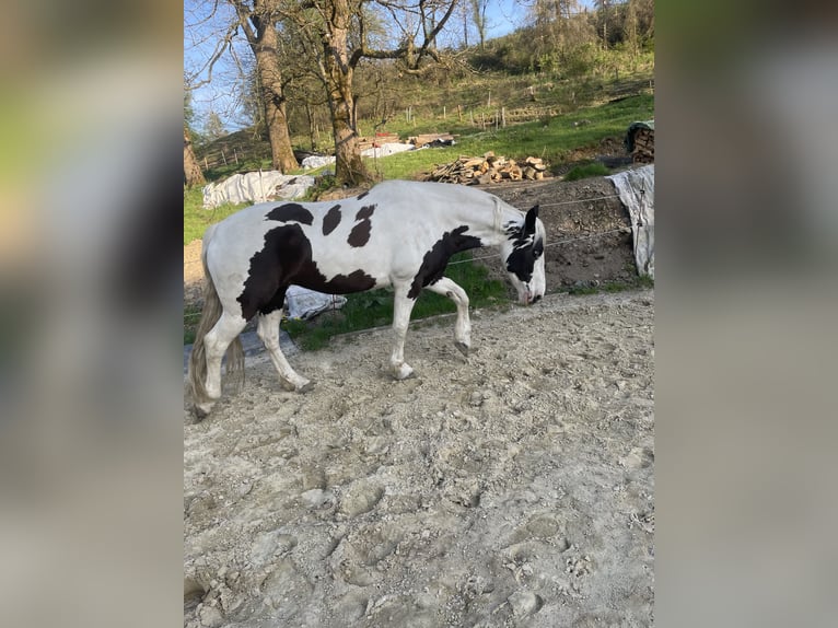 Paint Horse Mestizo Yegua 8 años 160 cm Pío in KierspeKierspe