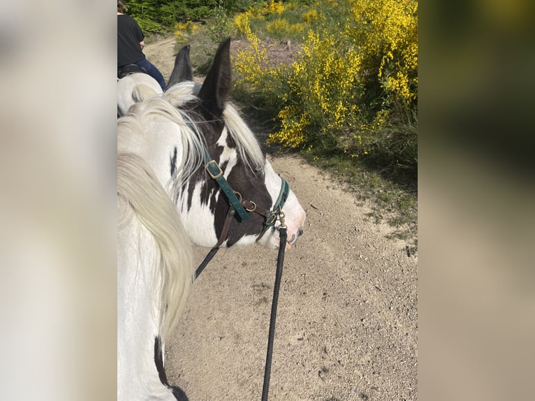 Paint Horse Mestizo Yegua 8 años 160 cm Pío in KierspeKierspe