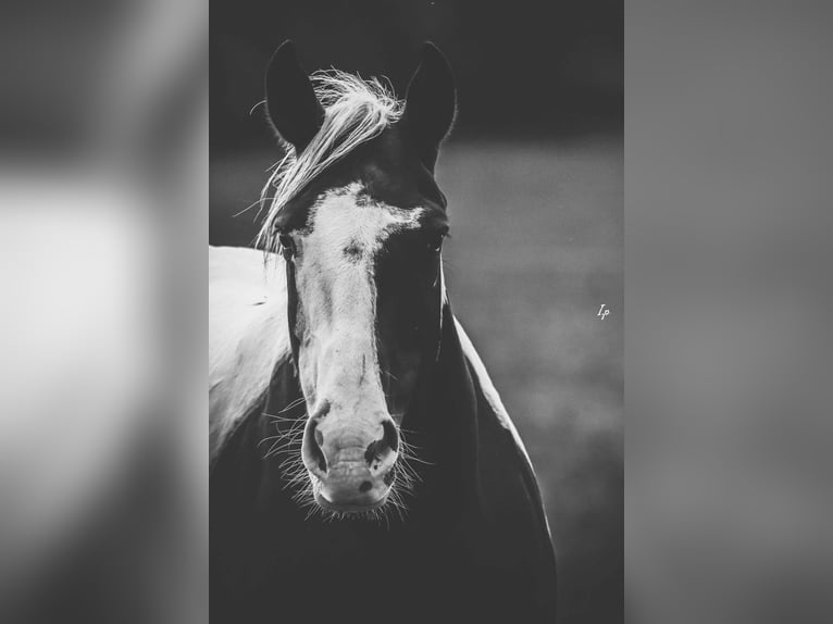 Paint Horse Mestizo Yegua 9 años 140 cm Tovero-todas las-capas in Vitreux