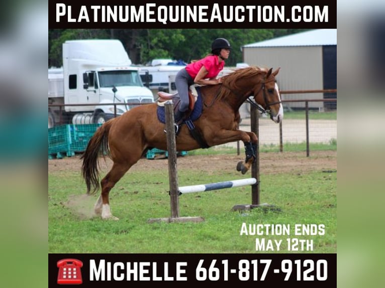 Paint Horse Yegua 9 años 145 cm Tobiano-todas las-capas in Weatherford TX