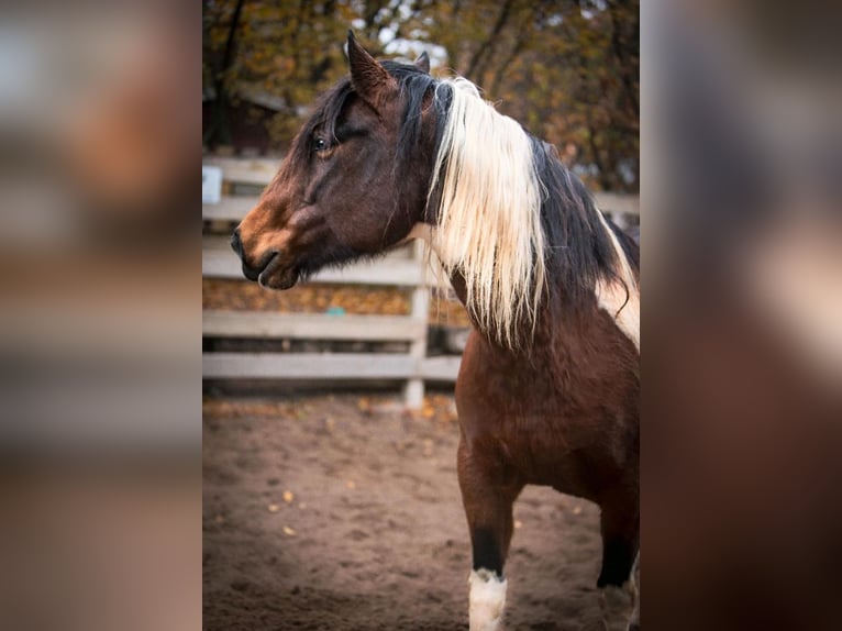 Paint Horse Mestizo Yegua 9 años 150 cm Pío in K&#xF6;nnern