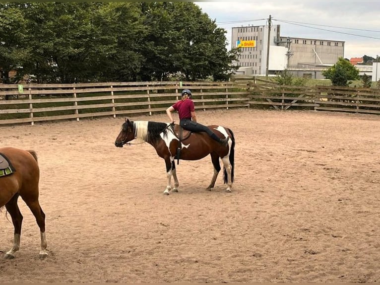Paint Horse Mestizo Yegua 9 años 150 cm Pío in K&#xF6;nnern