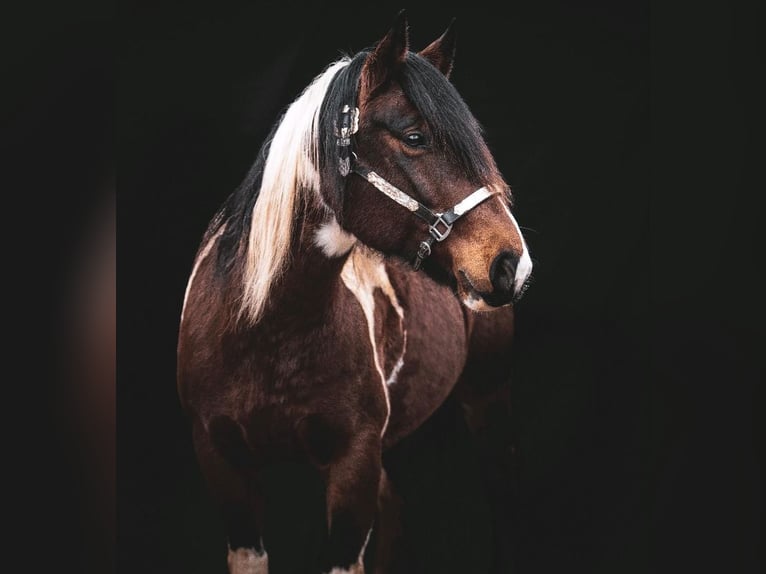 Paint Horse Mestizo Yegua 9 años 150 cm Pío in K&#xF6;nnern