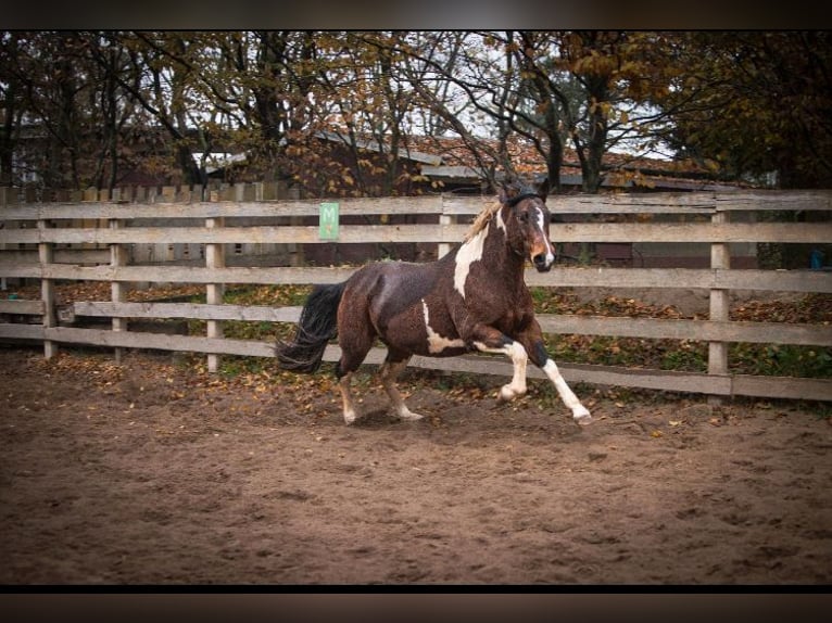 Paint Horse Mestizo Yegua 9 años 150 cm Pío in K&#xF6;nnern