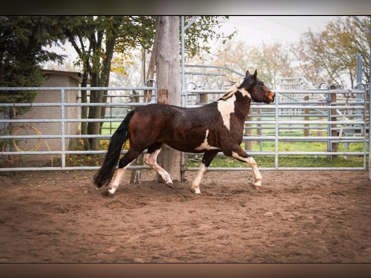 Paint Horse Mestizo Yegua 9 años 150 cm Pío in K&#xF6;nnern