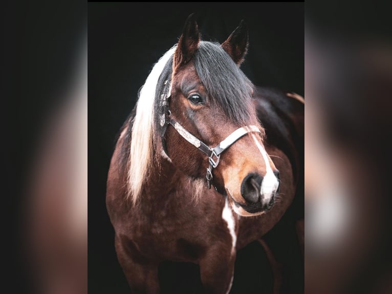 Paint Horse Mestizo Yegua 9 años 150 cm Pío in K&#xF6;nnern