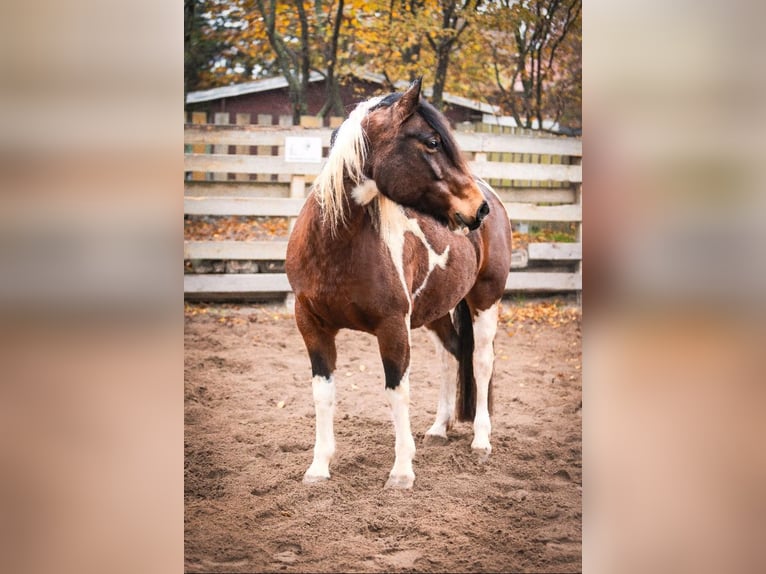 Paint Horse Mestizo Yegua 9 años 150 cm Pío in K&#xF6;nnern