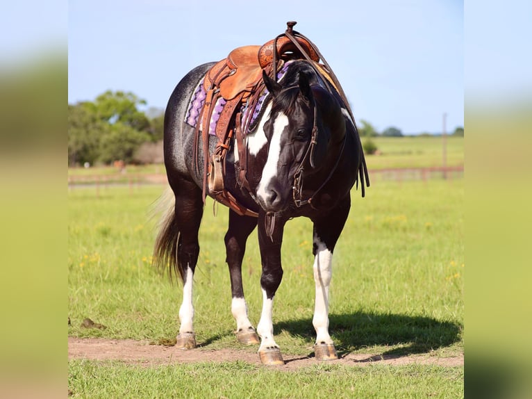 Paint Horse Yegua 9 años 150 cm in Grand Saline, TX