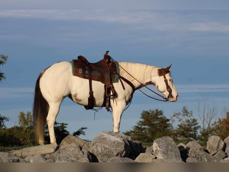 Paint Horse Yegua 9 años 152 cm Overo-todas las-capas in Rebersburg