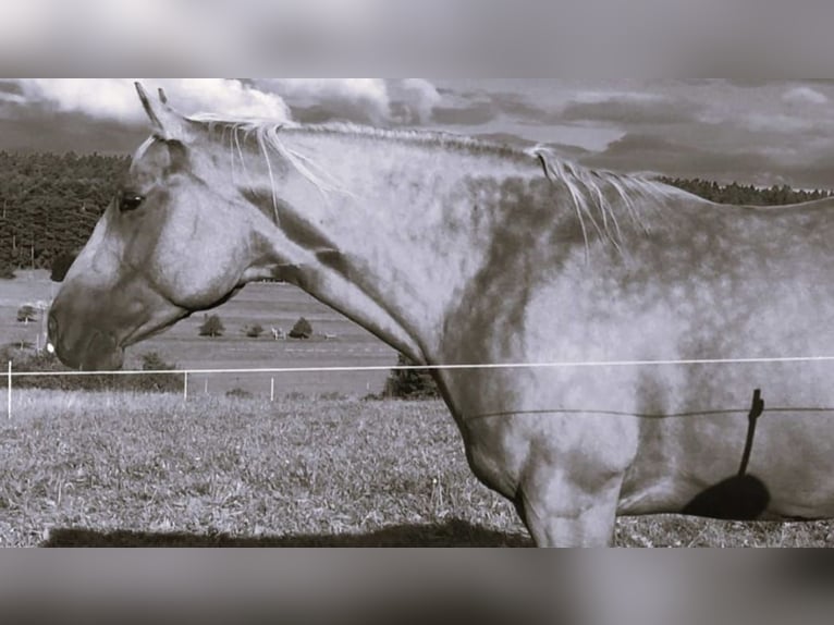 Paint Horse Yegua 9 años 155 cm Palomino in Mespelbrunn